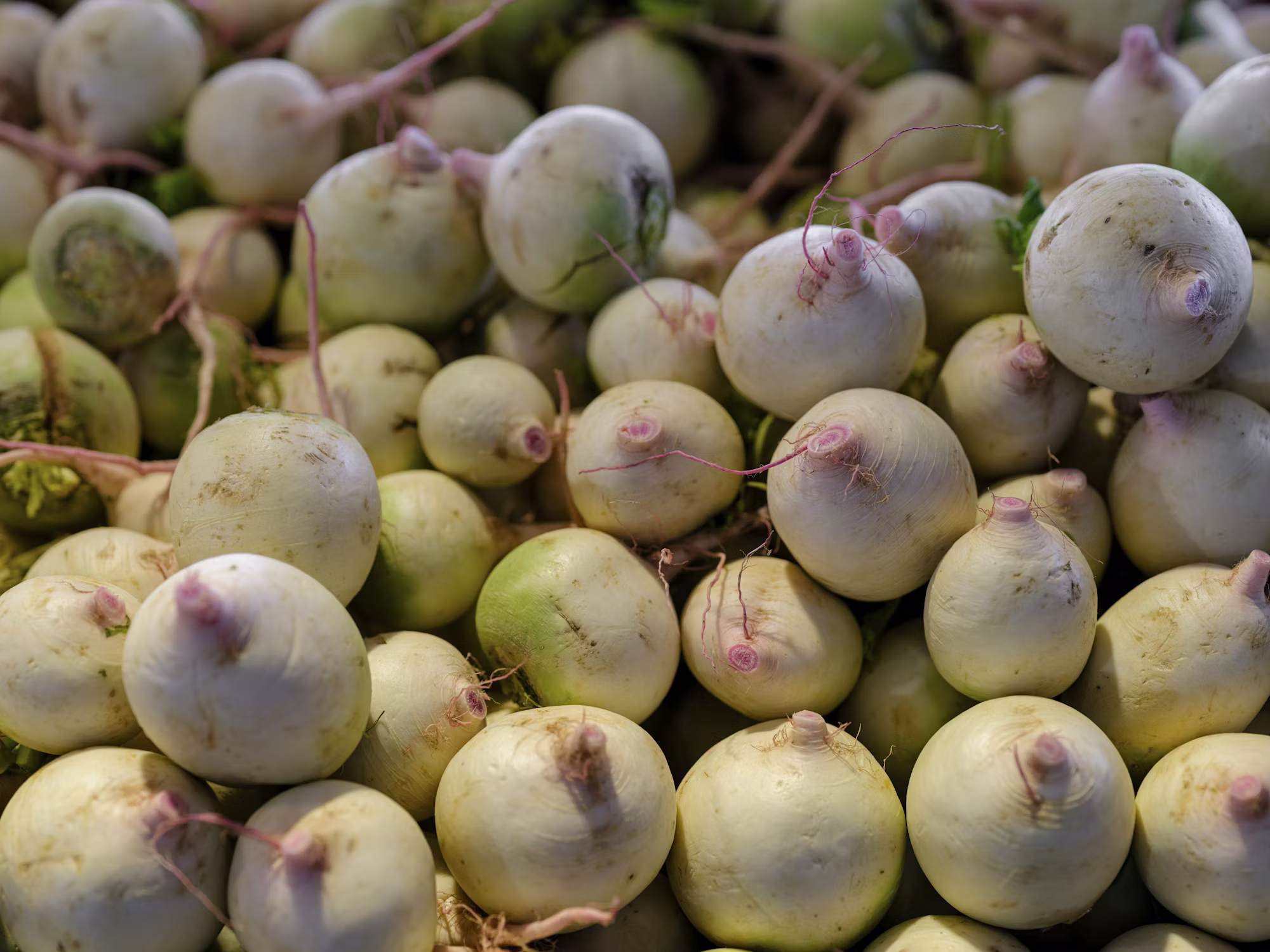 Harnessing the Power of Nutrition for Optimal Wellness